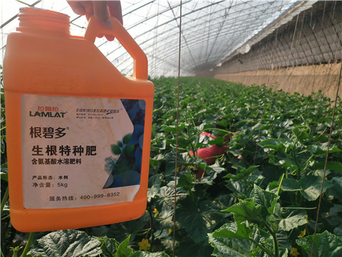 根碧多，菌劑，安碧解