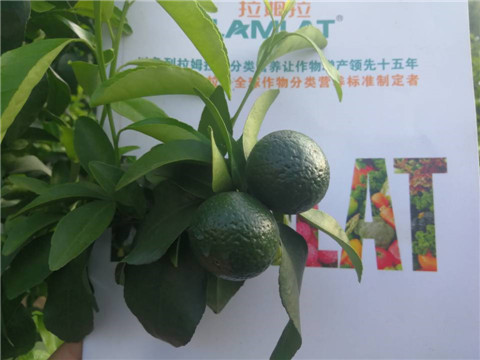 菌劑，水溶肥，