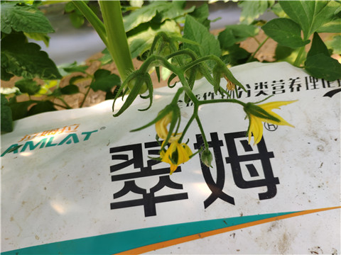 菌劑，拉姆拉