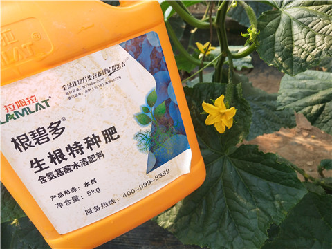 拉姆拉，根碧多，微生物菌劑