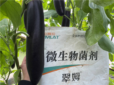 微生物菌劑，拉姆拉