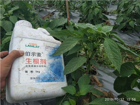 生根劑，伯示麥