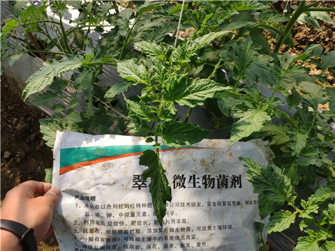 微生物菌劑 ，拉姆拉翠姆