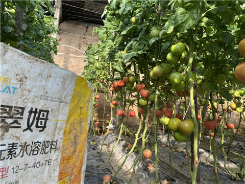 菌劑，水溶肥