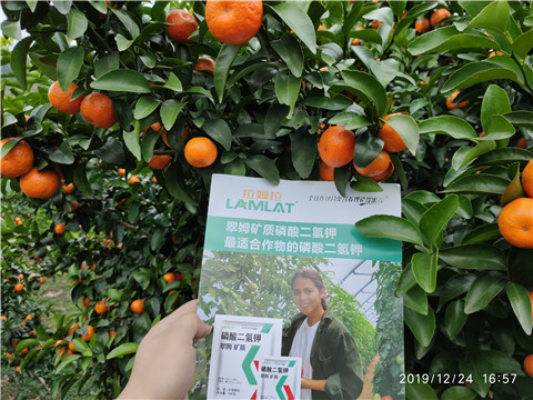 磷酸二氫鉀，葉面肥