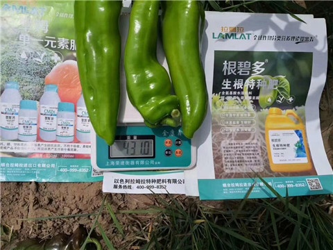根碧多，拉姆拉