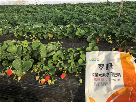 水溶肥，葉面肥，根碧多