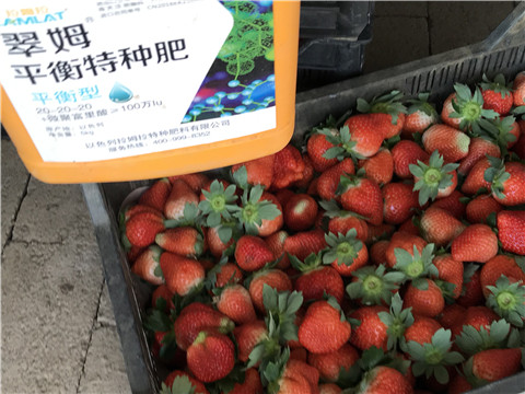 沖施肥，磷酸二氫鉀