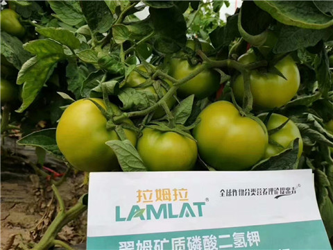 磷酸二氫鉀，鈣肥，水溶肥