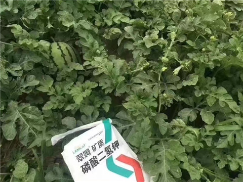 磷酸二氫鉀，硼肥，沖施肥