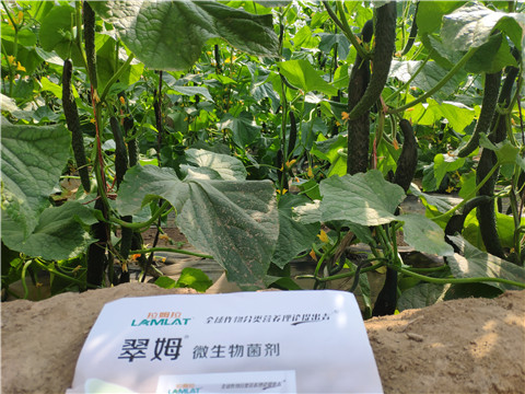 微生物菌劑，根碧多，水溶肥