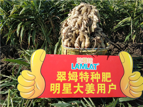 微生物菌劑，拉姆拉