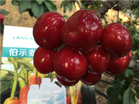 生根劑，微生物菌劑，拉姆拉，伯示麥