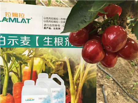 生根劑，微生物菌劑，拉姆拉，伯示麥