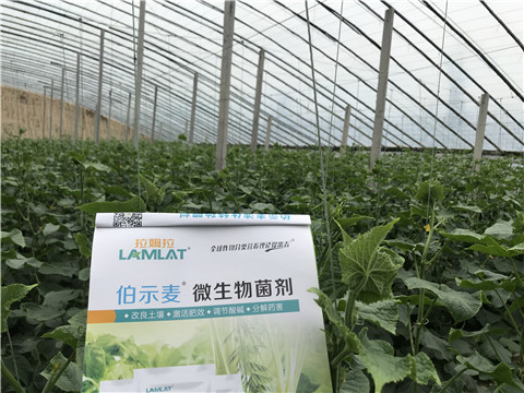 微生物菌劑，生根劑，拉姆拉