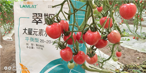 水溶肥，翠姆，拉姆拉