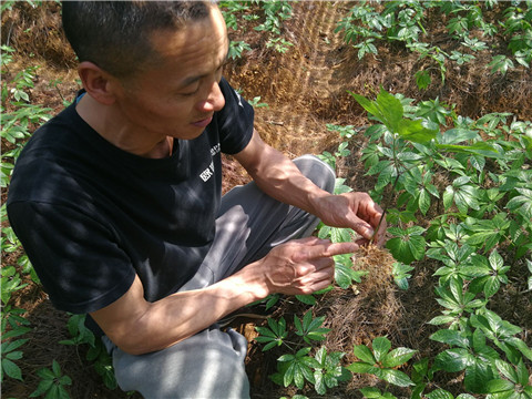 微生物菌劑，翠姆，拉姆拉