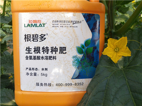 根碧多，拉姆拉