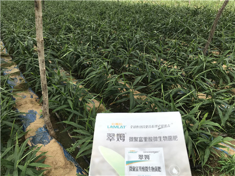 微生物菌劑，翠姆，拉姆拉