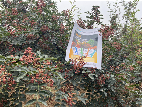 花椒種植，大量元素水溶肥，翠姆