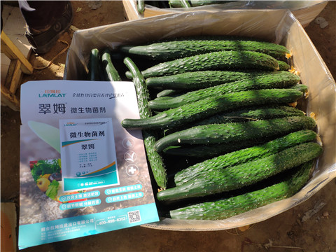 葉面肥，安碧解，除草劑藥害