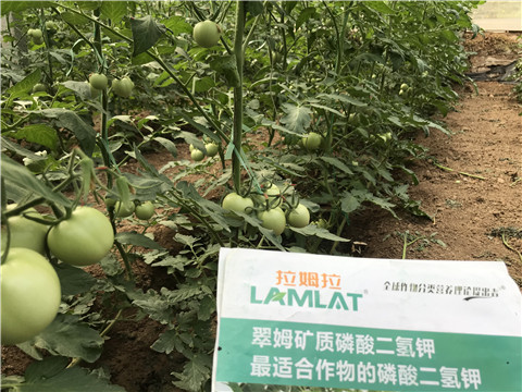 進(jìn)口水溶肥，拉姆拉，翠姆