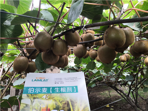 微生物菌劑，生根劑，伯示麥，拉姆拉