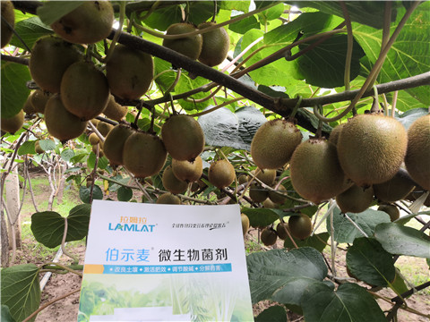 微生物菌劑，生根劑，伯示麥，拉姆拉
