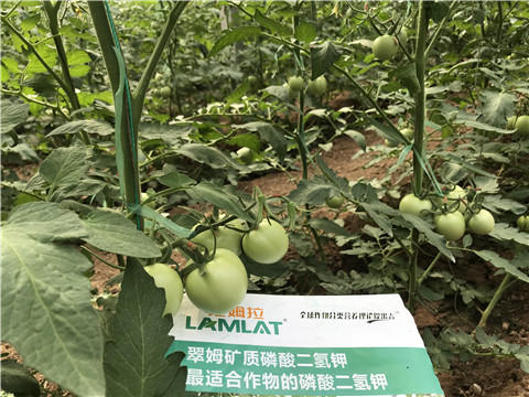 磷酸二氫鉀，拉姆拉，翠姆
