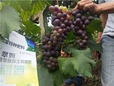 微生物菌劑，拉姆拉，翠姆