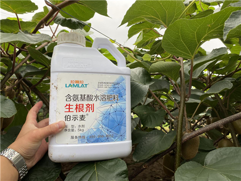 水溶肥，生根劑，微生物菌劑，伯示麥，拉姆拉