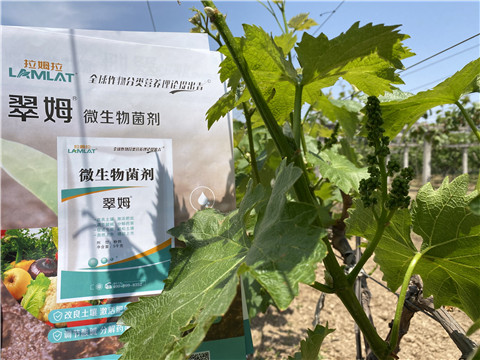 微生物菌劑，拉姆拉，翠姆