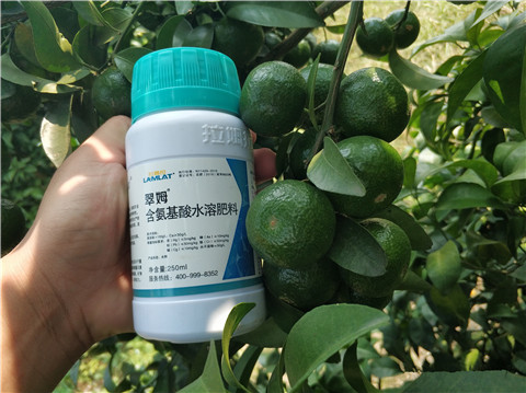 葉面肥，拉姆拉，翠姆