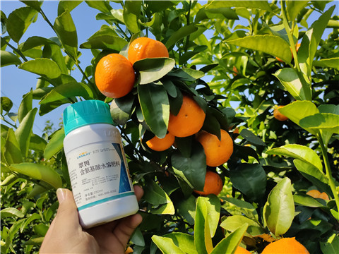 葉面肥，拉姆拉，翠姆