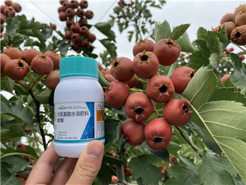 葉面肥，拉姆拉，翠姆