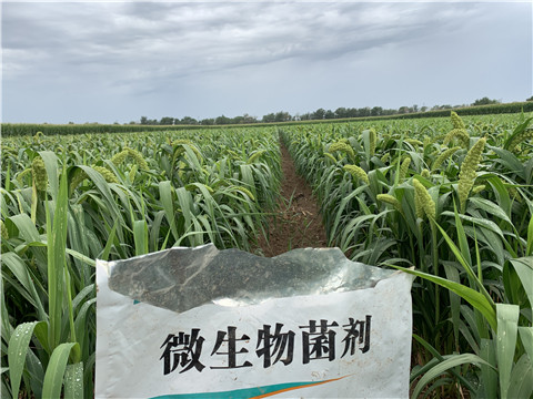 微生物菌劑，拉姆拉，翠姆