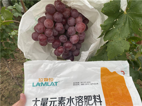 大量元素水溶肥，拉姆拉，翠姆