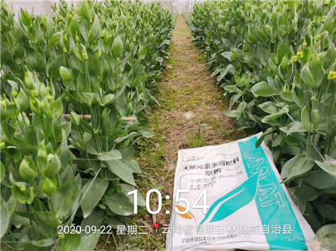 大量元素水溶肥，拉姆拉，翠姆