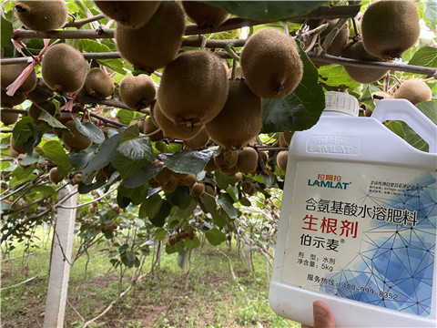 進(jìn)口水溶肥，拉姆拉，伯示麥
