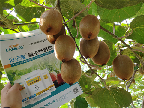 進(jìn)口水溶肥，拉姆拉，伯示麥