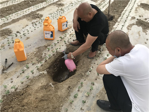 棉花，水溶肥，拉姆拉，翠姆