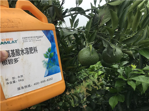 水溶肥，拉姆拉，翠姆
