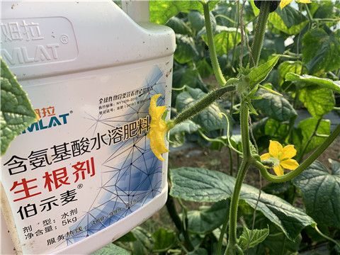 水溶肥，拉姆拉，伯示麥
