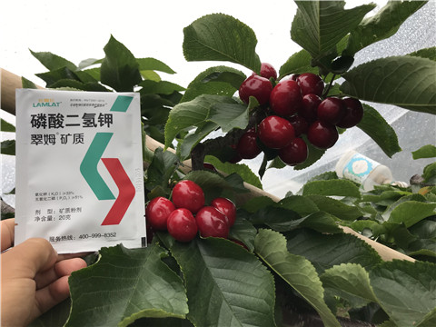 水溶肥，拉姆拉，翠姆