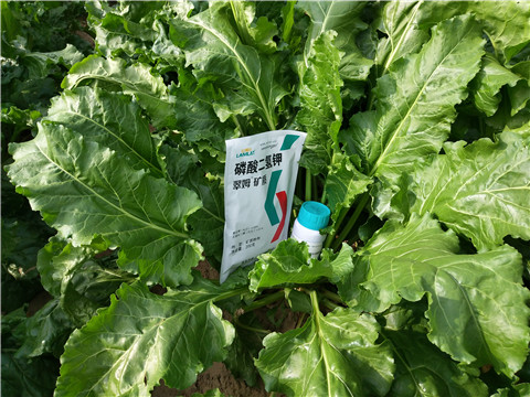 水溶肥，拉姆拉，翠姆