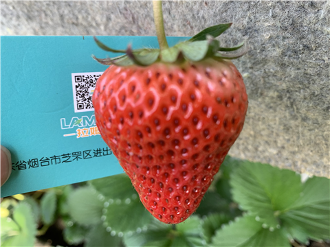 水溶肥，拉姆拉，翠姆