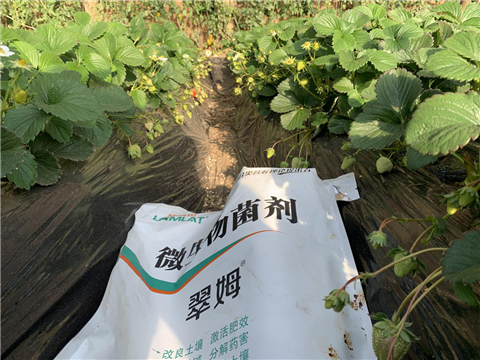 水溶肥，拉姆拉，翠姆