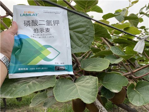 磷酸二氫鉀，拉姆拉，伯示麥
