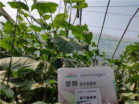 水溶肥，拉姆拉，翠姆