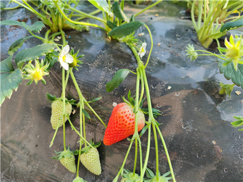 微生物菌劑，拉姆拉，翠姆